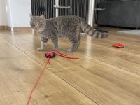 Bkh Kater Katze kitten britisch kurzhaar männlich grau weiß