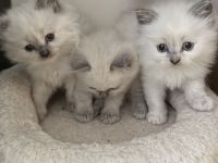 Zuckersüße Reinrassige Ragdoll Kitten suchen