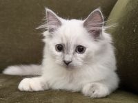 Reinrassige Ragdoll Kitten suchen liebevolles Zuhause
