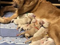 Golden Retriever Welpen