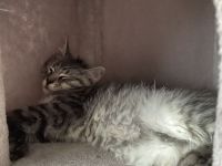 zwei 14 wochen alte kater suchen ein liebevolles zuhause💕