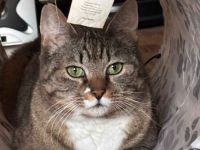 Schmusekatze Jade wünscht sich ein Zuhause voller Kuscheleinheiten