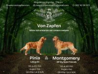Wurfankündigung - Golden Retriever Welpen mit Ahnentafel aus liebevoller Familienzucht