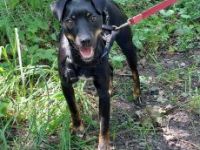 süße Pinscher Mix Hündin "Ema" sucht ein Zuhause