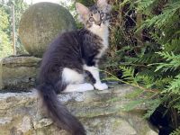 Blackberry´s Maine Coon