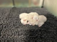 BKH kittens