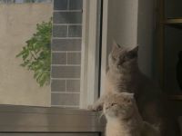 Zwei Britisch Kurzhaar Kater zu verkaufen – Marz & Zio