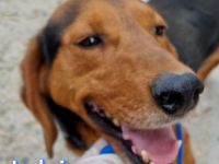 Ludwig, 12/20 - treuer Bracken Herr sucht 2te Chance