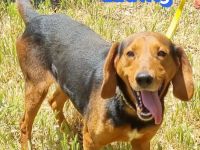 Ludwig, 12/20 - treuer Bracken Herr sucht 2te Chance
