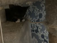 Kitten