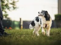 Terrier-Mischlings Hündin Lana