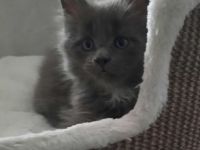 Reinrassige Maine Coon Kitten in Blue-Solide mit Stammbaum.