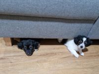 Australian Shepherd-Malteser-Mix Welpen suchen ihr Zuhause (4/6 bereits reserviert)