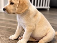 Labrador Mix Welpen