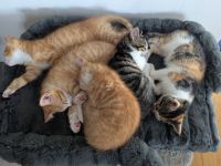 Maikätzchen EKH Kitten suchen ein liebevolles Zuhause.