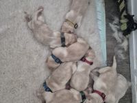 Reinrassige Labrador Retriever Welpen abzugeben