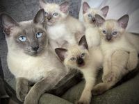 Siam Kitten Reinrassige