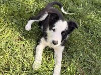 Border Collies noch ein Rüde und eine Hündin