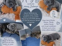 Hugo sucht ein neues 5*ZuHause