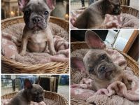 Hermine sucht dich und ihr neues 5* Zuhause