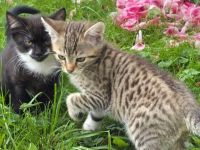 3 süße Katzenbabys