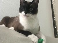 Lio