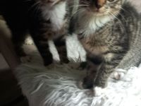 Süße ❤️Kitten 11W suchen liebevolles Zuhause