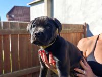 Cane Corso Welpen