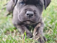 Cane Corso Welpen