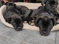 Cane Corso Welpen suchen ein Zuhause