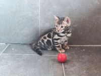 Wunderschöne Bengalkitten suchen ein Zuhause