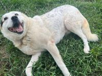 Wuschelhund Julius bereit für eigenes Zuhause