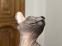 Don Sphynx Kätzchen