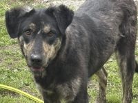 Mut gesucht: Der schüchterne Denzel braucht einfühlsame Begleiter
