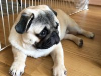Liebevolles Zuhause gesucht
