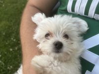 Yokshier Terrier / Zwergspitz