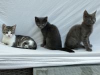 Drei kleine Kätzchen, Babykatzen, Kitten abzugeben