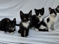 Kleine Kätzchen, Babykatzen, Kitten abzugeben