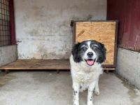 Flauschige schüchterne Hundedame Gräschen sucht Zuhause