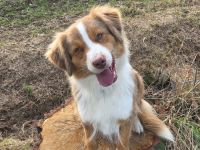 Australian Shepherd Welpen