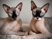 Kater Karlchen (5, Sphynx) sucht neuen Buddy für‘s Leben
