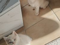 BKH Kitten Reinrassig
