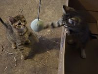 2 süße kleine Hauskatzen Mädchen 😻😻