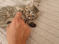 Noch 3 Bkh Kitten Verfügbar! Choko, beige und schwarz