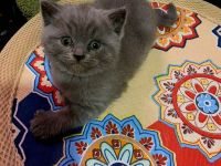 British katze BSH