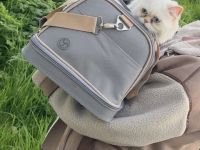 Junge Perser Katze (1 Jahr 2 Monate) sucht liebevolles Zuhause