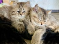BKH/BLH Kitten weiblich