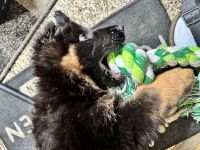 Deutsche Schäferhund Welpen (langstockhaar)