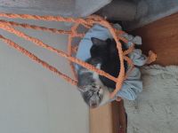 BKH kitten