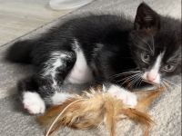 Kitten suchen ihr für immer zuhause